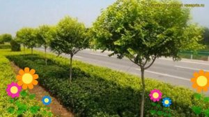 Вяз мелколистный на штамбе Сейджу. Краткий обзор, опис