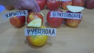 ЯБЛОКИ СОРТОВ: КАРИОТ-7, РУБИНОЛА, БЕРКУТОВСКОЕ.