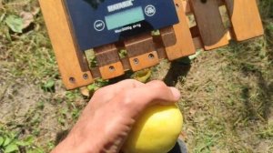 Яблоня Опал