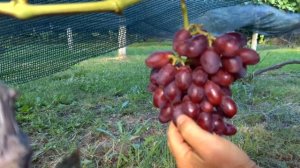 Виноград Зоренька.