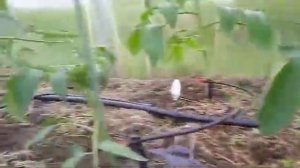 Капельный полив Жук от емкости на 60 растений с регулир