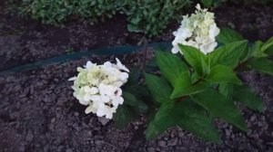 КРАСИВЫЕ Гортензии 🌱😍Обзор Гортензий август 2025