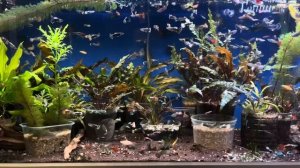 ПТИЧИЙ РЫНОК, САДОВОД, МОСКВА. ОБЗОР ЗА ИЮЛЬ 2025 ГОДА. Гд