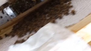 Дачная пасека #38 Норвежский скандинавский метод зимов