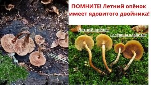ПОМНИТЕ! Летний опёнок имеет ядовитого двойника!