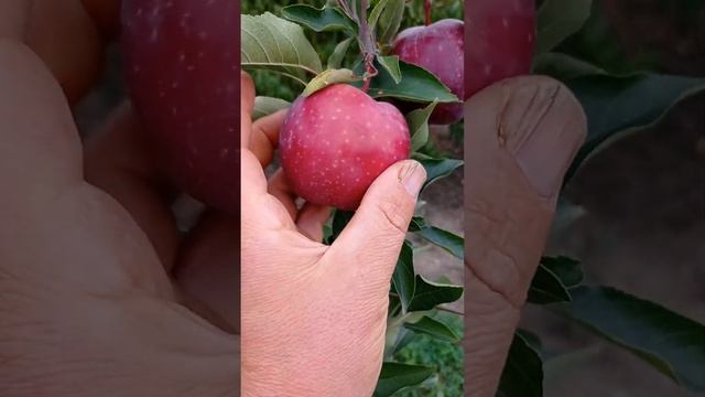 Яблоня Жеромин смотреть онлайн