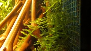 в аквариуме мох растущий через сетку на стенке и виног