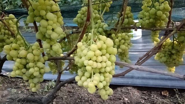 Виноград Золотые купола(Калугин В. М), Красавчик(Писан? смотреть онлайн