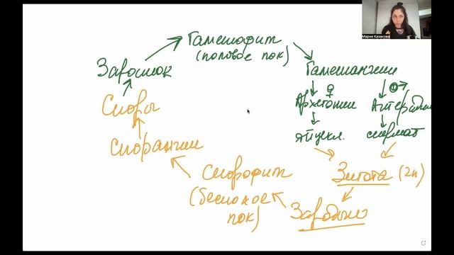Жизненные циклы растений — Экспресс-курс к ЦТ смотреть онлайн