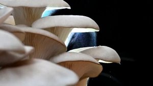 Споры грибов