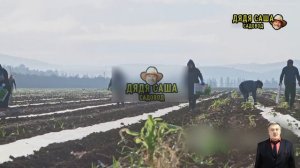 Как вырастить бахчевые в средней полосе России