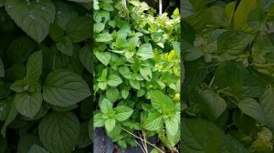 обзор мяты ландышевая, имбирная Джинджер, белый виног?