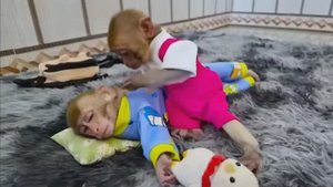 Обезьянка лапуся сама купила молоко на рынке Напоила из соски подружку Спать уложила как мама
