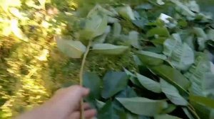 Заготовка ЧЕРЕНКОВ для летней ОКУЛИРОВКИ с черешками