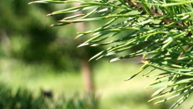 Иголки сосны. Рецепты из сосновых иголок смотреть онлайн