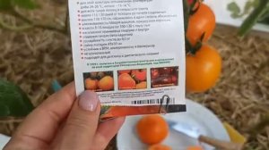 обзор,томат 🍅,, очарование,, очень понравился, уже бан?