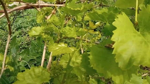 Виноградный куст. Grape bush. смотреть онлайн