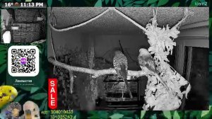 Волнистые попугаи ночью