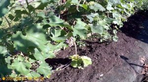 Виноград Северный Медовый Аромат или по Русски РПС