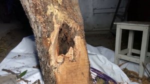 Спасаем старую яблоню