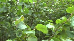 Фундук и лещина — в чём разница и как вырастить урожай