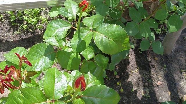 Начинаем любоваться красотой роз! смотреть онлайн