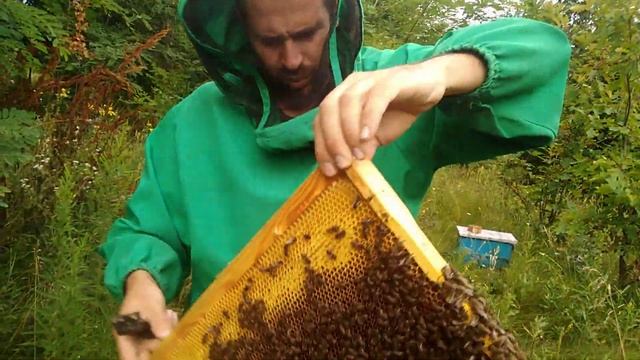 Улей с камыша отзывы. Улей с Камыша для пчел сезон в ра? смотреть онлайн