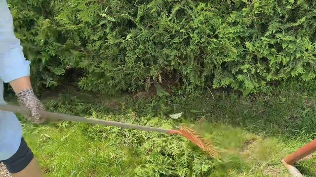 Живая изгородь из туй Брабант !Посадка , уход и стрижка смотреть онлайн