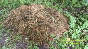 ОГОРОД НА БАЛКОНЕ Компост Работа над ошибками