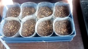 Посев астры букетным способом, 07 марта 2022 года