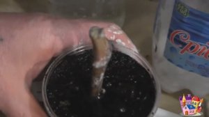 ПОСАДКА ЧЕРЕНКОВ винограда в воду  Выращивание виногр