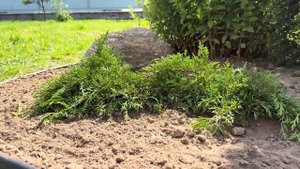 Одиночно посаженные туи в саду, что делать? Растения к?