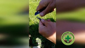 Прививка яблони на двух летний побег