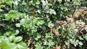 Морден Блаш - первая роза порадовала началом цветения.