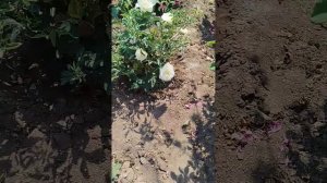 Центральная клумба с розами и гортензиями.