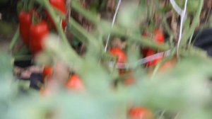 ЮЛИЯ МИНЯЕВА: ОБЗОР ОГОРОДА В СЕНТЯБРЕ. 13.09.20 часть 2.