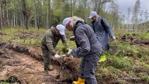 В Свердловской области состоялась экологическая акция «Сохраним лес». Панорама 09.09.25