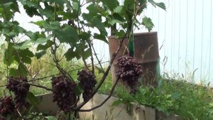 Александр Мамаев, о выращивании винограда в г.Хабаров?