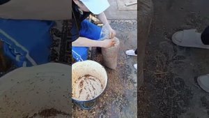 Выращивание грибов вешенки на соломе и опилках в дома?