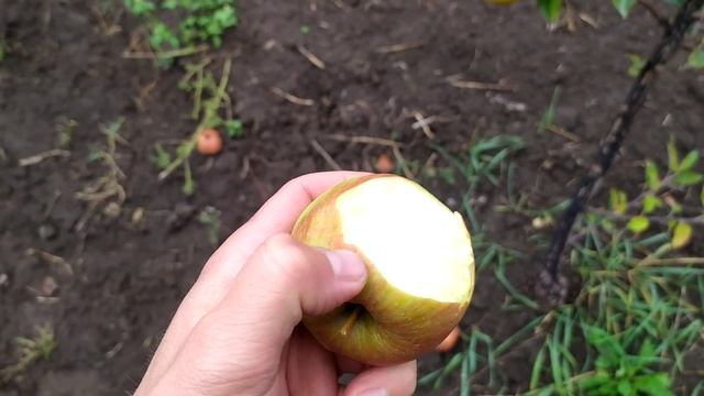 яблуня "Чемпіон Рено" смотреть онлайн