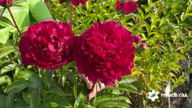 Innovation peony. Инновэйшен пион. Пулков сад (2025 г.) смотреть онлайн