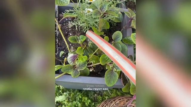 Как правильно высаживать растения в контейнеры и ухаж смотреть онлайн