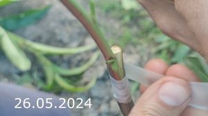 прививка персика летом в деталях // peach grafting in summer