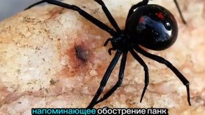Убейте этого ПАУКА. Ядовитый паук КАРАКУРТ. Первая пом