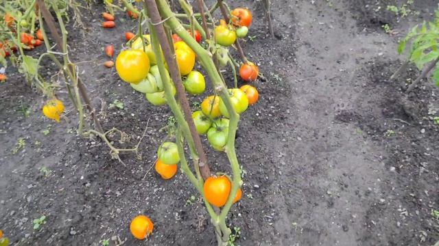 Обзор участка мой урожай. Сад и огород для "ленивых" смотреть онлайн