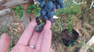 Виноград из косточки созрел. Эксперимент удался.