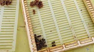 СЕМЬЯ ПЕРЕЗИМОВАЛА БЕЗ МАТКИ!!! ПЧЁЛЫ ЗАГУБИЛИ МАТКУ В