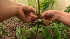 Дешево и сердито: бюджетные варианты подвязки томатов