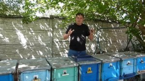 Сроки закорма пчел сахарным сиропом в зиму. Сколько, к?