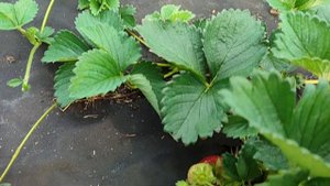 Земляника ксд ГИГАНТ ДЖОРНЕЯ! Сорт с превосходным вку?